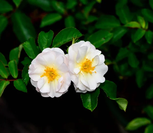 Zbliżenie Ujęcie Kwitnącego Biały Nitty Kasztanowe Kwiaty Zielonymi Liśćmi — Zdjęcie stockowe