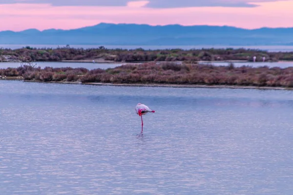 Flamingo Lagoa Pôr Sol — Fotografia de Stock