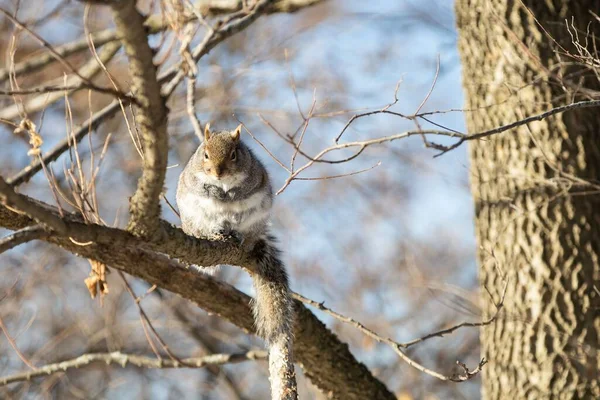 Ein Eichhörnchen Sitzt Auf Einem Baum Vor Verschwommenem Hintergrund — Stockfoto