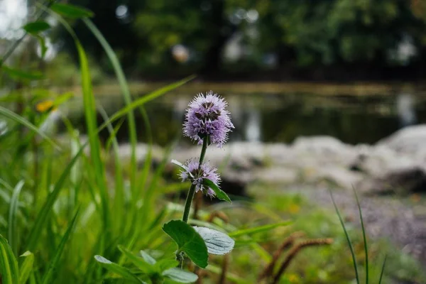 A water mint flower growing on the shore of a lake.