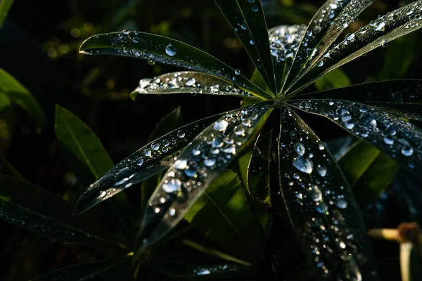 花园里的湿生植物树叶构成的漂亮的特写 — 图库照片