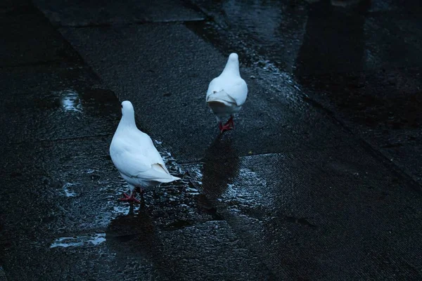 Une Photo Aérienne Deux Pigeons Domestiques Blancs — Photo
