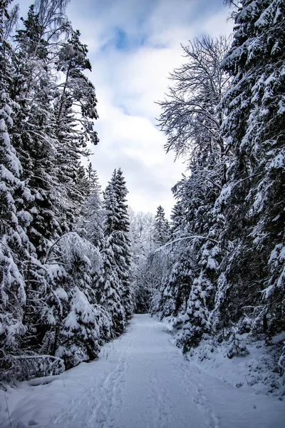 Ένα Χειμερινό Τοπίο Ένα Μαγικό Σουηδικό Δάσος Μακρύ Χιονισμένο Μονοπάτι — Φωτογραφία Αρχείου