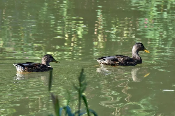 Dwie Kaczki Pływanie Stawie — Zdjęcie stockowe