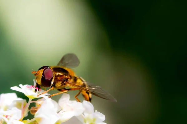 Ένα Επιλεκτικό Πλάνο Εστίασης Μιας Μέλισσας Που Συλλέγει Γύρη — Φωτογραφία Αρχείου