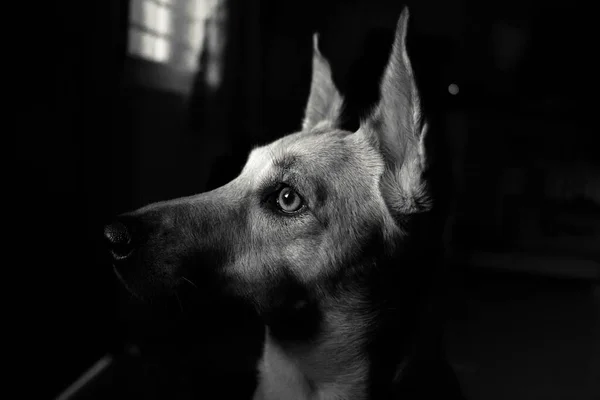 Een Close Van Hond Hoofd Zwarte Achtergrond — Stockfoto