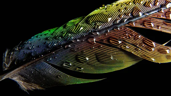 Closeup Wet Parrot Feather Isolated Dark Background — Stock Photo, Image