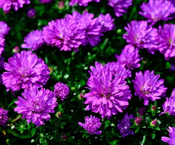 Egy Közeli Felvétel Aster Novi Henry Virágokról Virágzó Vízcseppekkel Napfény — Stock Fotó