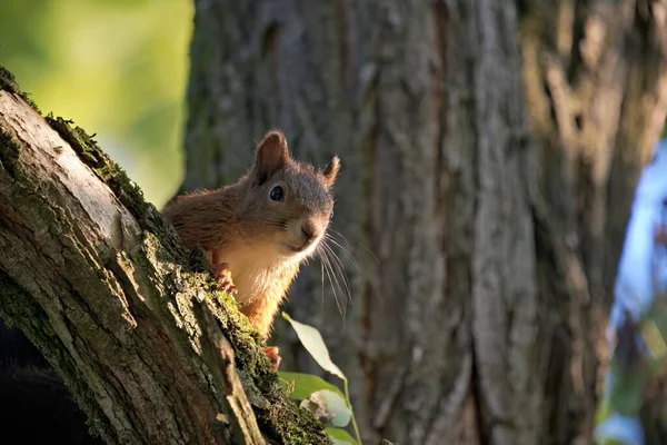 나무줄기에 다람쥐 — 스톡 사진