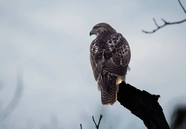 Closeup Red Tailed Hawk Perched Tree Glancing Forward — Stock Photo, Image