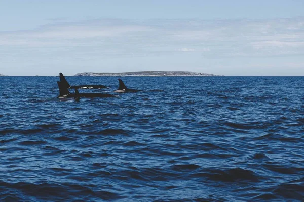 Malownicze Ujęcie Strąka Wielorybów Orca Pływających Wybrzeżu Nowej Fundlandii Kanada — Zdjęcie stockowe