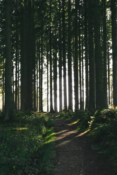 Ormandaki Uzun Ağaçların Dikey Görüntüsü — Stok fotoğraf