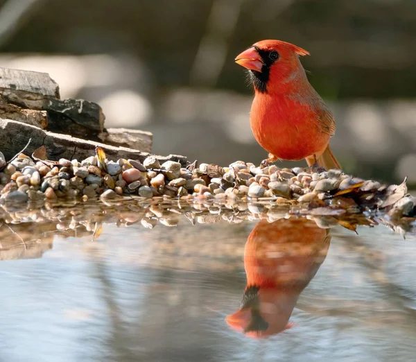 Close Cardeal Vermelho Cardinalis Cardinalis Pássaro Olhando Para Lado — Fotografia de Stock