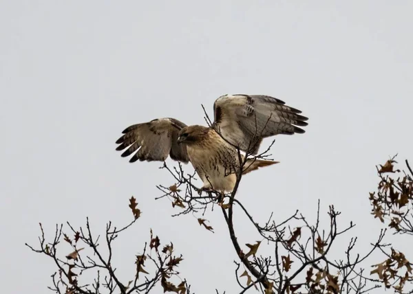 暗い日に木の枝に垂れている赤い尾の鷹の低角度ショット — ストック写真