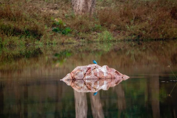 Martin Pescatore Comune Blu Appollaiato Rocce Mezzo Lago Nella Foresta — Foto Stock