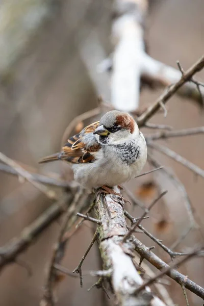 Colpo Verticale House Sparrow Seduto Ramo Sullo Sfondo Sfocato — Foto Stock