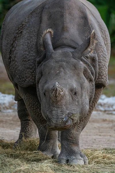 동물원에서 인도코뿔소 코뿔소 선별하는 — 스톡 사진
