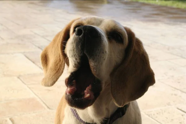 Ένα Κοντινό Πλάνο Του Κεφαλιού Του Σκύλου Μπιγκλ Γλώσσα Έξω — Φωτογραφία Αρχείου