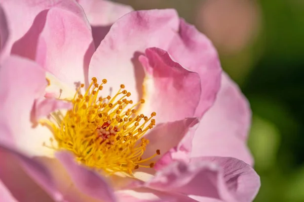Ένα Κοντινό Πλάνο Του Ροζ Λουλουδιού Εποχή Άνθισης — Φωτογραφία Αρχείου