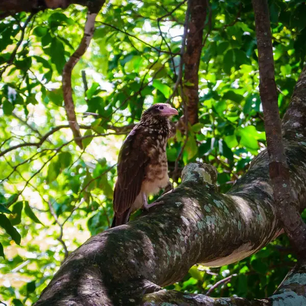Close Pássaro Empoleirado Galho Árvore Uma Floresta — Fotografia de Stock