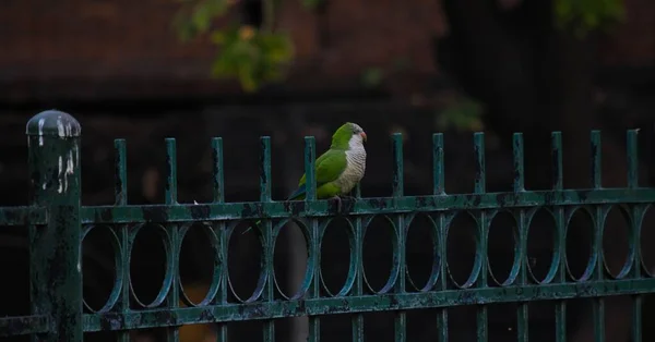 Egy Aranyos Szerzetes Papagáj Ült Egy Fém Kerítésen Napközben — Stock Fotó