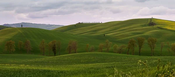 Панорамный Вид Зеленые Поля Холмах Деревьями Против Облачного Неба — стоковое фото