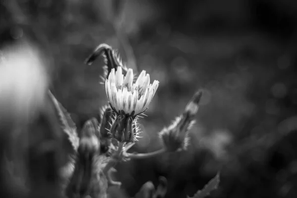 Zbliżenie Szarości Ujęcie Łąkowego Kwiatu — Zdjęcie stockowe