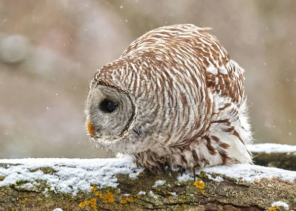 Closeup Barred Owl Strix Varia Branch Winter Blurred Background — Stock Photo, Image