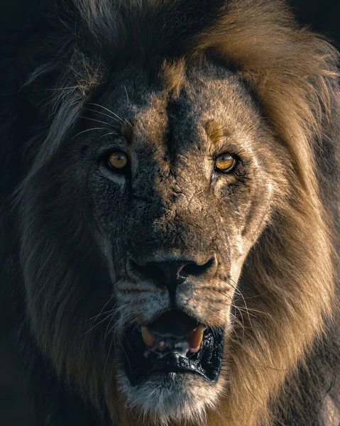 Vertical Closeup Roaring Lion — Stock Photo, Image