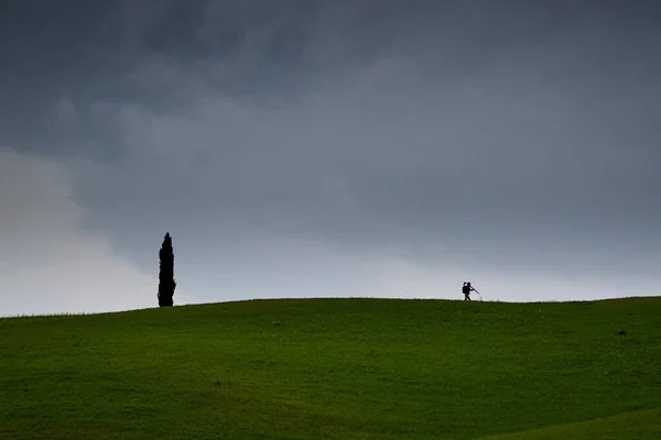 Tall Tree Green Field Person Walking Distance Gloomy Day — Stock Photo, Image