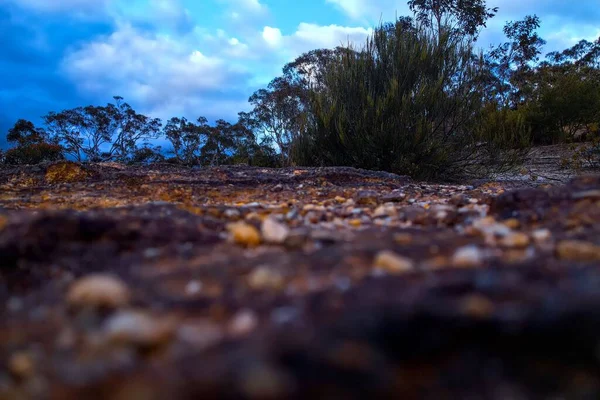 Uma Foto Ângulo Baixo Pedreira Vibrante Mata Australiana — Fotografia de Stock