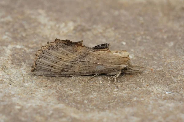 Eine Blasse Prominente Motte Pterostoma Palpina Auf Brauner Oberfläche Großaufnahme — Stockfoto