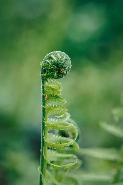 一种绿色植物分枝的垂直截图 — 图库照片