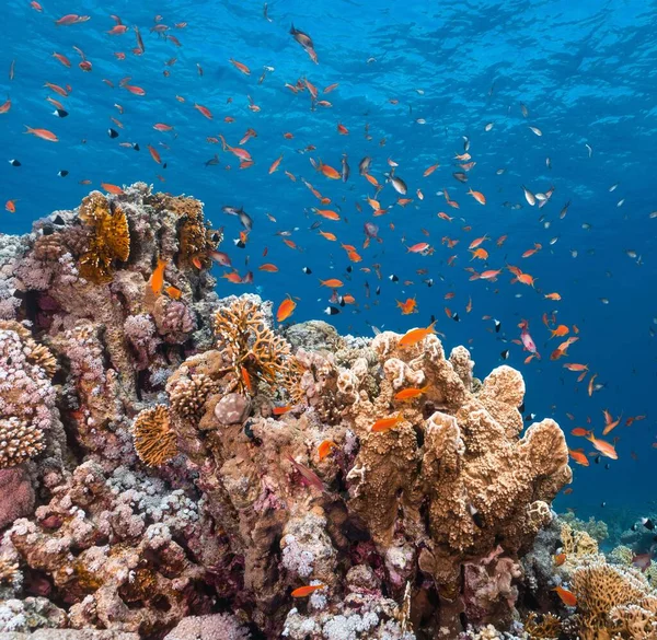 Вид Красиву Рибу Плаває Навколо Коралів Під Морем — стокове фото