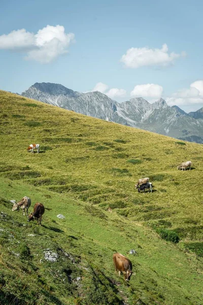 Vertical Shot Horses Grazing Mountains Vorarlberg Austria — Stock Photo, Image