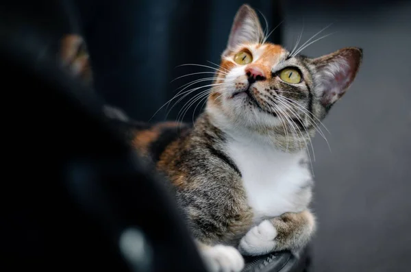 Egy Aranyos Meglepő Macska Felnéz Val Elmosódott Háttér — Stock Fotó