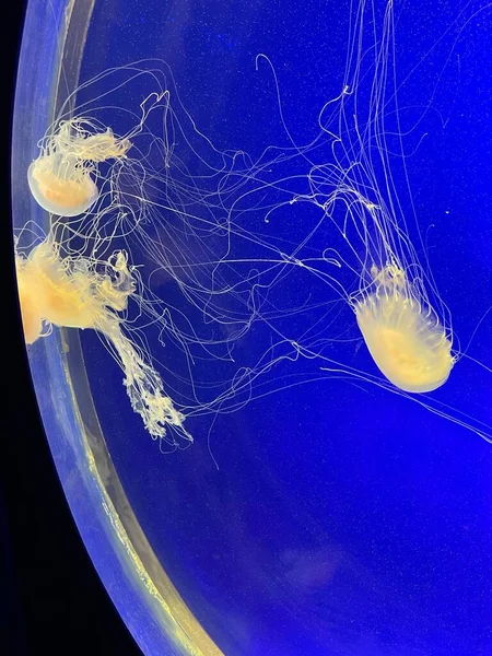 Svislý Záběr Medúzy Čistém Akváriu — Stock fotografie