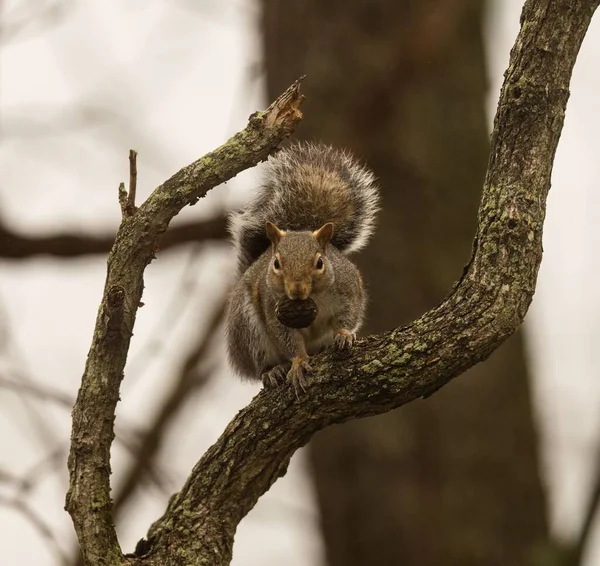 Close Esquilo Cinza Oriental Comendo Uma Noz Galho Árvore Com — Fotografia de Stock