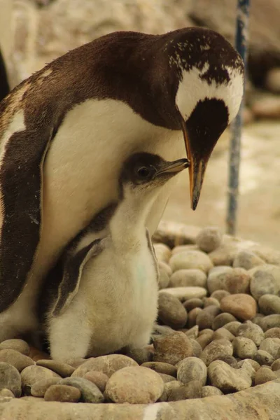 Closeup Subantarctic Penguin Its Baby — Stock Photo, Image