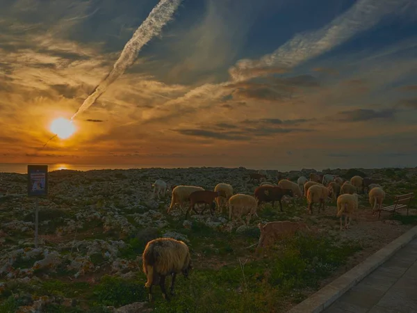 Una Manada Cabras Cruzando Carretera Del Campo Durante Una Hermosa — Foto de Stock