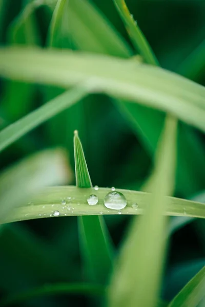 Vertikal Bild Daggdroppar Grönt Gräs — Stockfoto
