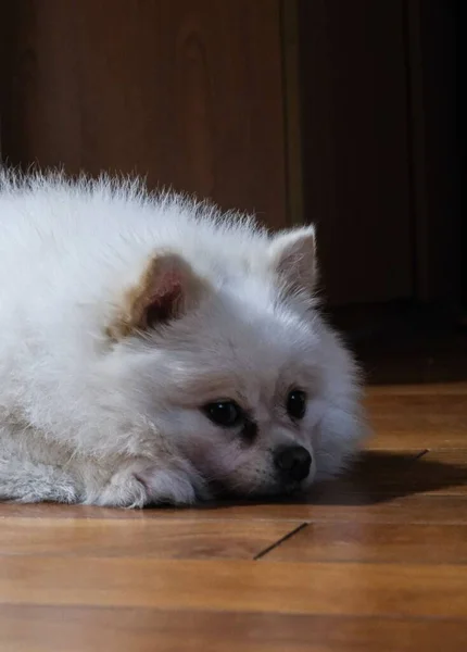 Eine Vertikale Nahaufnahme Eines Weißen Pommerschen Hundes Der Auf Einem — Stockfoto