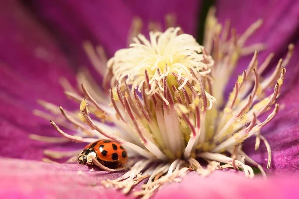Bahçedeki Bir Çiçeğin Üzerindeki Uğur Böceğinin Yakın Plan Fotoğrafı — Stok fotoğraf