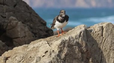 Denize karşı bir taşın üzerinde duran lanet bir dönüm noktasına yakın plan.