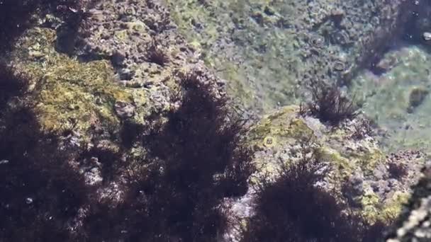 Uma Pequena Lagosta Nadando Perto Alga Sob Água — Vídeo de Stock