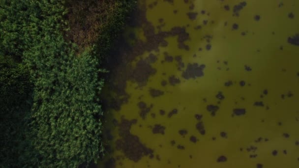 在一片静止不动的绿色水面上的藻类开花的空中俯瞰画面 — 图库视频影像