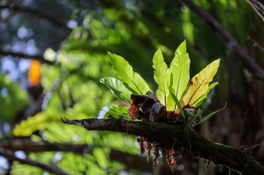 Yeşil eğreltiotu yapraklarının yakın çekimi güneş ışığında yosunlu bir ağaç dalında
