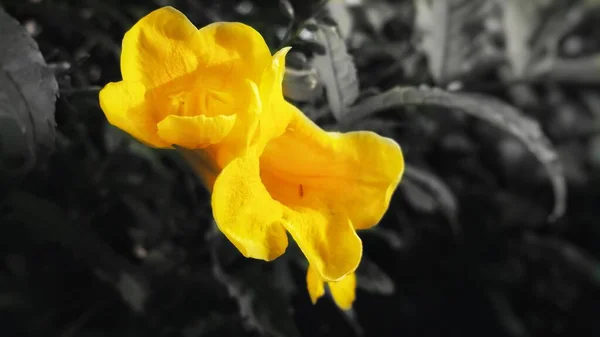 Zbliżenie Kwitnących Żółtych Kwiatów Tle Czarno Białych Roślin — Zdjęcie stockowe