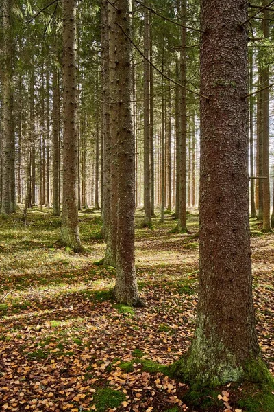 Plan Vertical Une Forêt Aux Feuilles Tombées Aux Arbres Fins — Photo