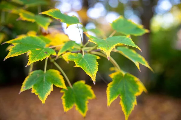 Zbliżenie Ujęcie Gałęzi Drzewa Żółknącymi Zielonymi Liśćmi — Zdjęcie stockowe